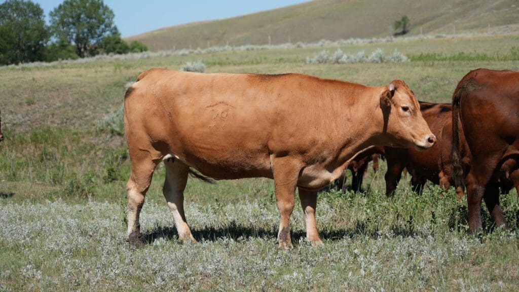 Rafter 39 Cattle Co.'s Foundation Female Donor - Bonita 104 in South Dakota