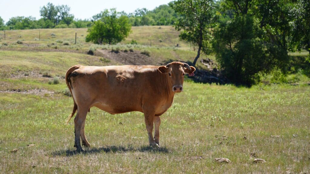 Rafter 39 Cattle Co.'s Foundation Female Donor - Bonita 103 in South Dakota