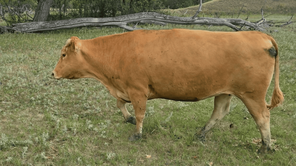 Rafter 39 Cattle Co.'s Foundation Female Donor - Bonita 102 in South Dakota