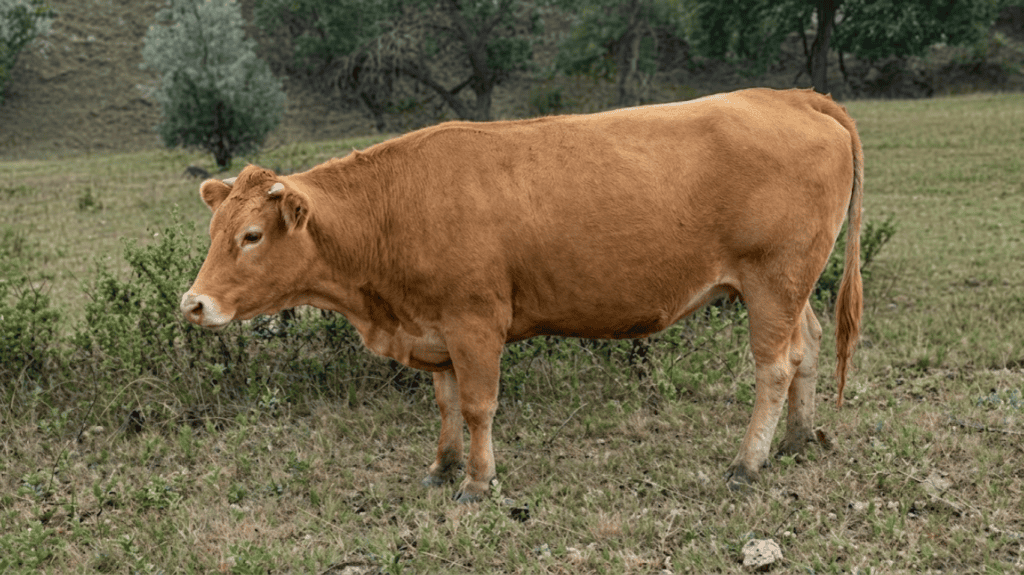 Rafter 39 Cattle Co.'s Foundation Female Donor - Bonita 101 in South Dakota