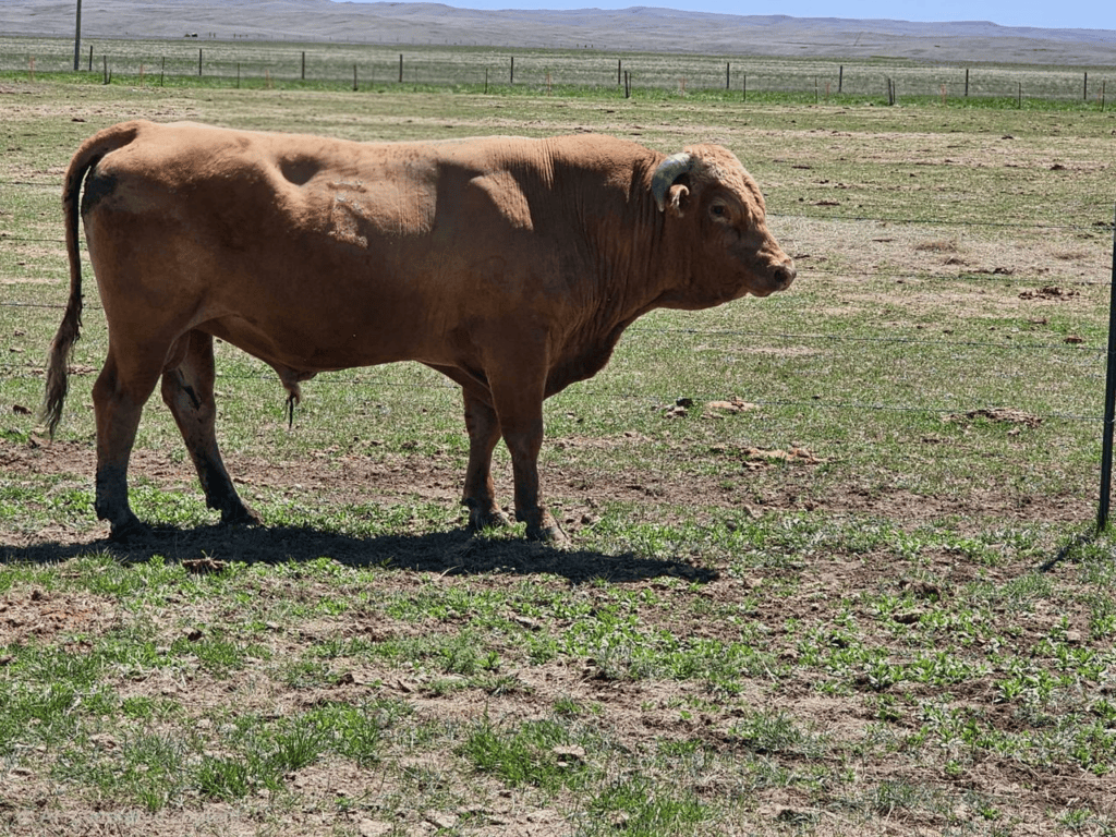 Rafter 39 Cattle Co.'s Herd Sire - IWG 209E in South Dakota