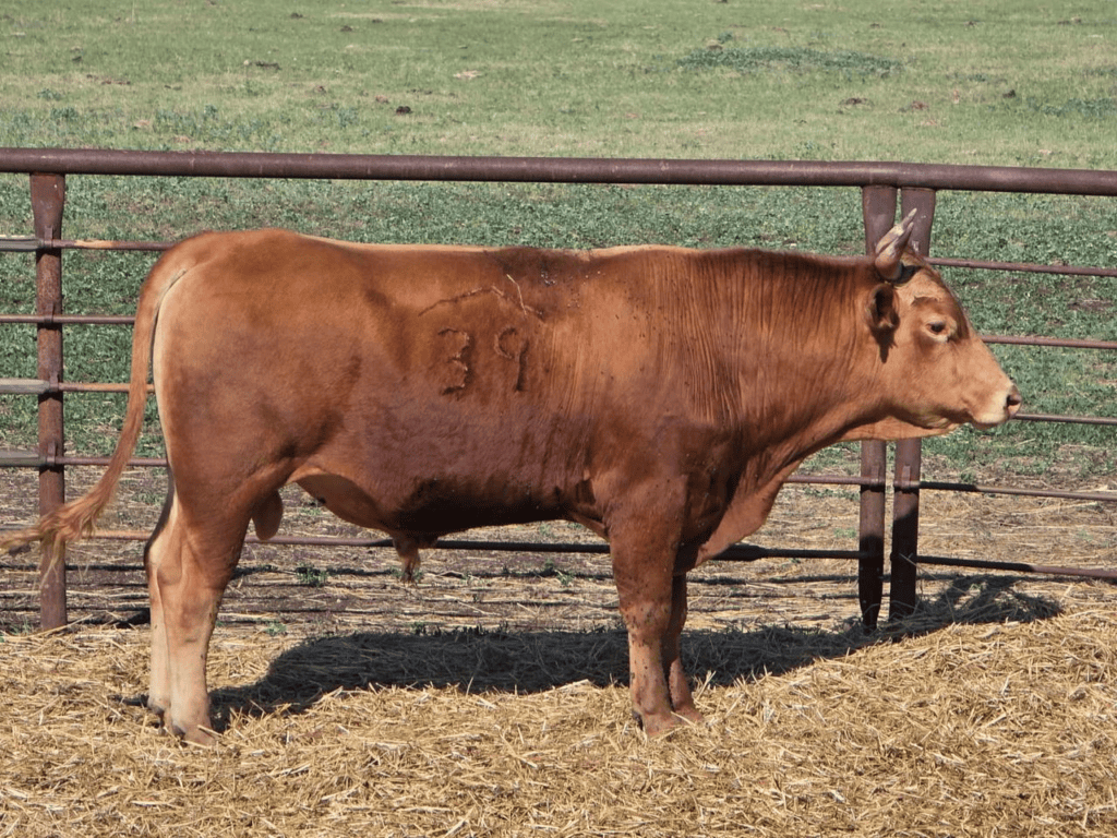 Rafter 39 Cattle Co.'s Foundation Female Donor - Bonita 104 in South Dakota
