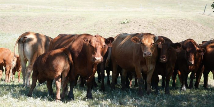 Rafter 39 Cattle Co. Wagyu cattle grazing in a field in South Dakota